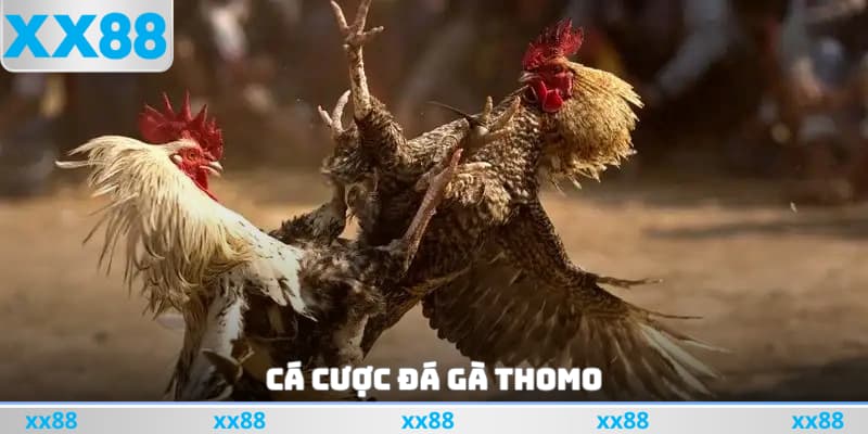 Cá cược đá gà Thomo