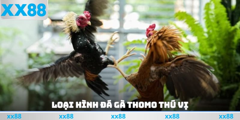 Loại hình đá gà Thomo thú vị