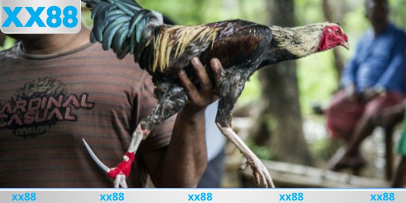 Tại sao đá gà cựa dao lại thu hút nhiều anh em như vậy?