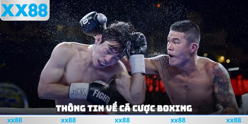 Thông tin về cá cược boxing